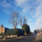 tree pruning