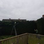 hedge trimming