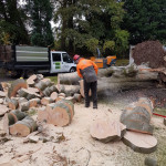 tree chopping