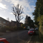 pruned tree