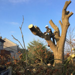 tree pruning