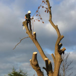 pruning