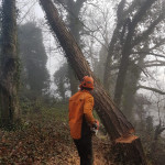 tree felling