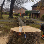 felled tree