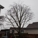 tree